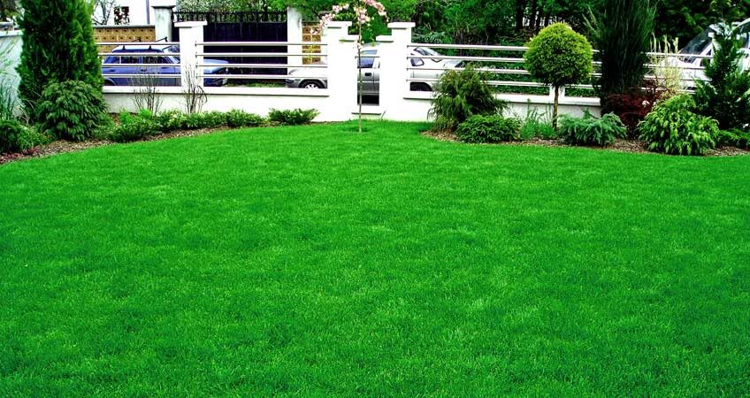 Super Green Plus