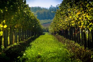 Voćnjaci i vinogradi